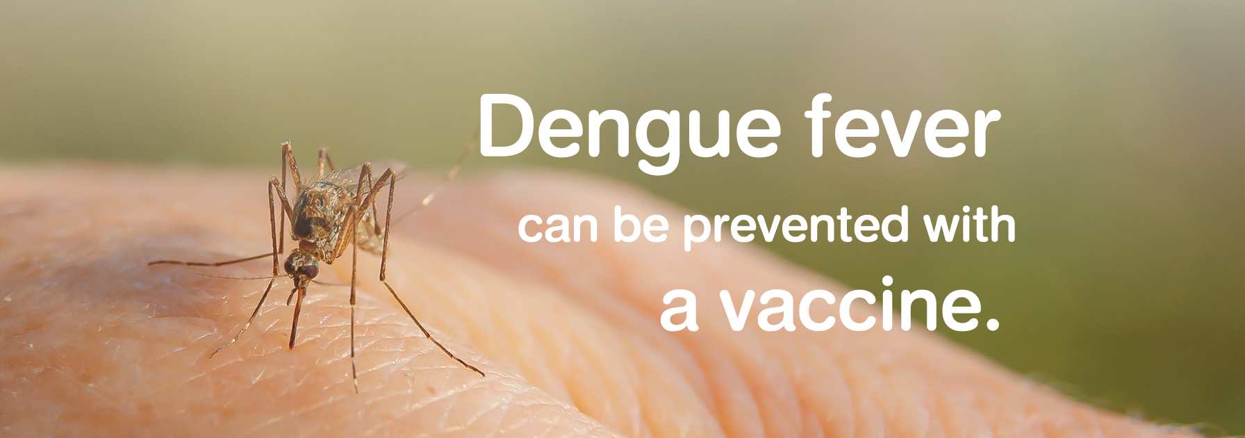 Dengue Fever vaccination