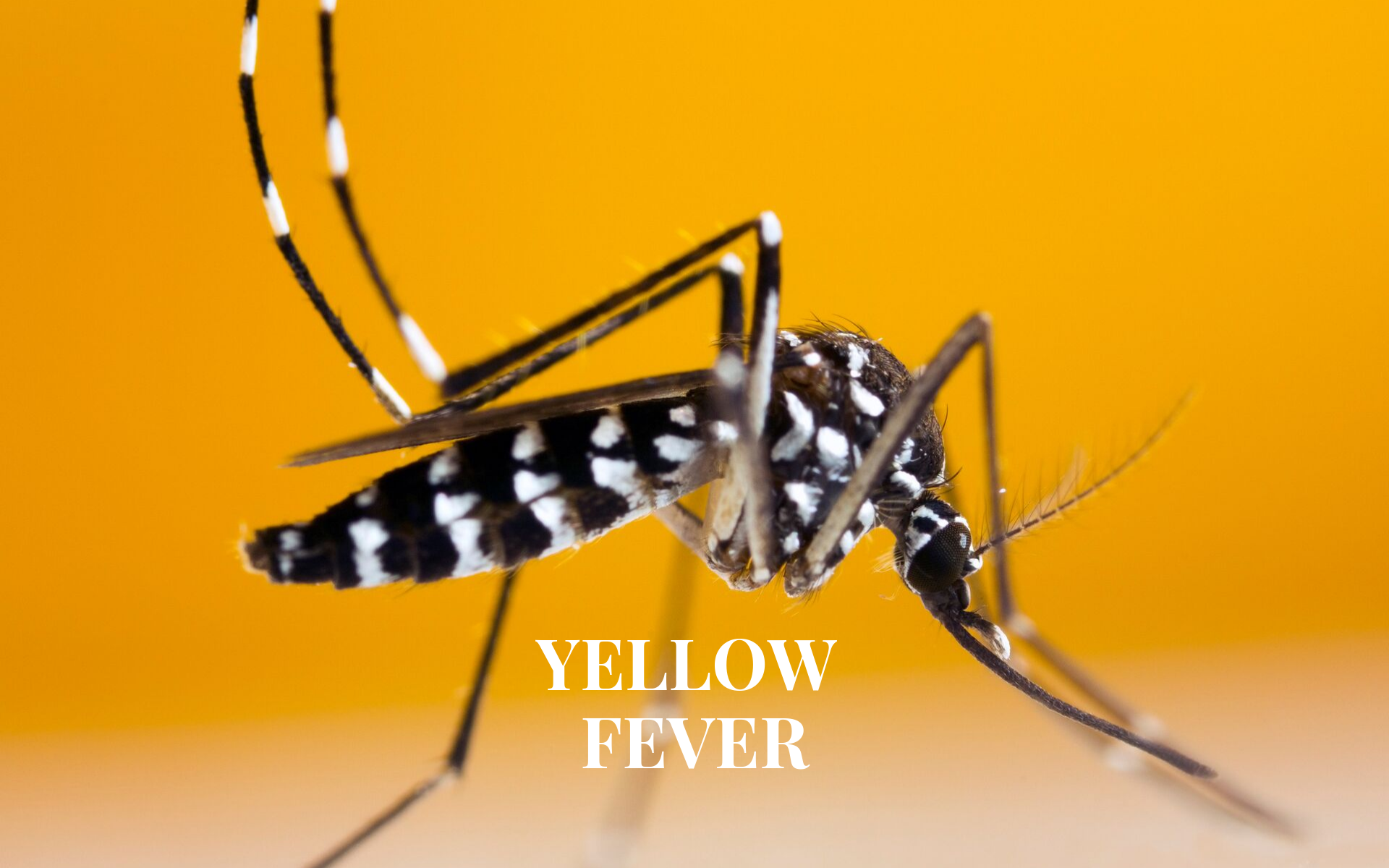 Yellow Fever Vaccination in Teddington
